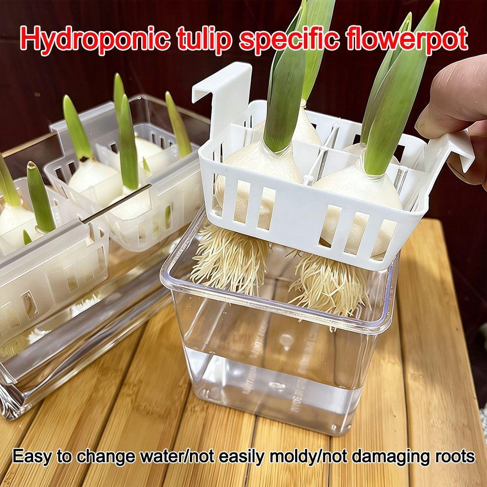 Acrylic Hydroponic Containers Clear With Breathable Support Basket Tulip Hydroponic Flowerpot Hydroponic Planter Home Decoration