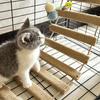 Cat Climbing Ladder Space Saving Scratcher with Rope Multifunctional Toy DIY Bridge with Rungs Cat Ladder for Small Pets Parrots