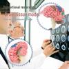4D Human Brain Anatomy Model for Early Education - Removable, Educational Teaching Aid Toy for Children