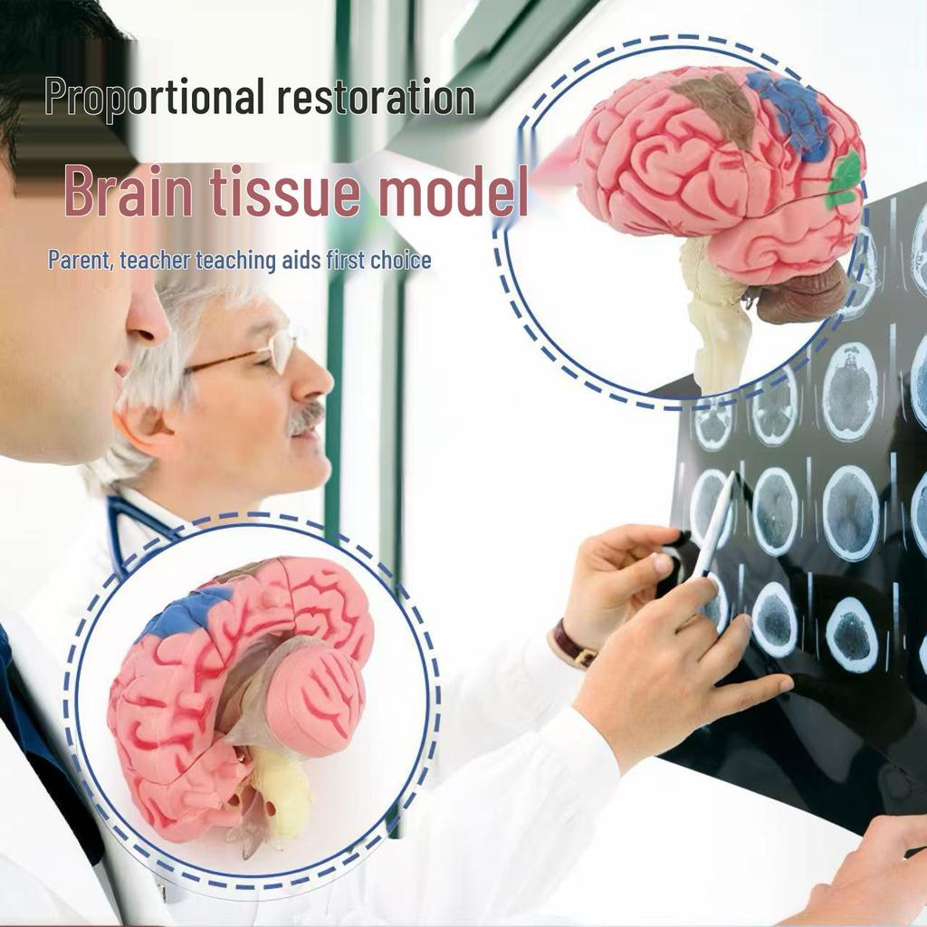 4D Human Brain Anatomy Model for Early Education - Removable, Educational Teaching Aid Toy for Children