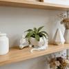 Growing Pots Succulent Planter Plastic Flower Container Dragon Shaped Plant Pot  for Living Room