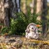 Steiff Hedgy the Hedgehog Teddy Soft Cuddly Steiff Hedgy Hedgehog Plush Toy Bear, Friends,