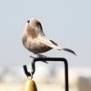 4 PCS Imitation Sparrow Feather Bird Foam Grey Artificial Bird Prop Tree Branch Garden Christmas Decor Miniatura Wholesale
