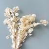 Silver Fan Dried Flower, White Flower Diy Home Decoration Bouquet, Natural Real Flower, Silver Fan Dried Flower, Immortal Flower