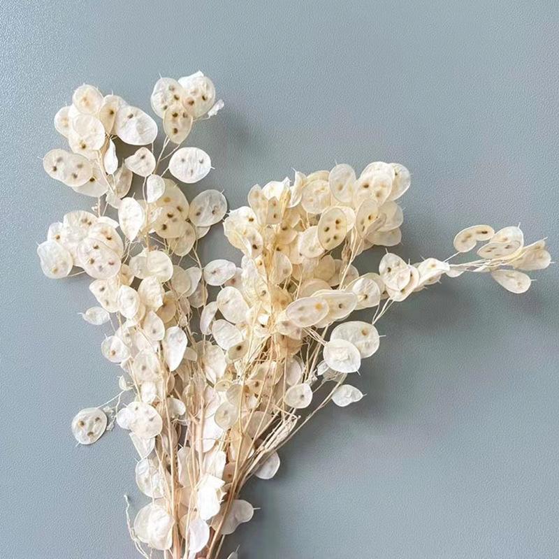 Silver Fan Dried Flower, White Flower Diy Home Decoration Bouquet, Natural Real Flower, Silver Fan Dried Flower, Immortal Flower