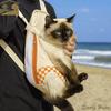 Portable Hands Free Pet Chest Bag Comfortable Soft Pet Backpack Adjustable Straps Breathable Pet Shoulder Bag for Dogs Cats