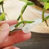 Plant Branch Bender 360 Degree 4*1cm/1.57* 0.4 Inch Clips
