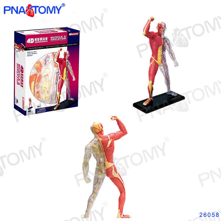 4D Human Anatomy Model: Brain, Heart, Eye, Ear, Pelvis, Knee, Muscle