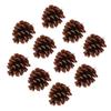 10pcs Bird Bite Pine Cones Natural Pine Cone Chewing Bird Toy for Parakeet Cockatiel Conure Finch Budgie Macaw