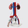 Qinghua Anatomisches Modell des menschlichen Fortpflanzungssystems - Demonstrationsinstrument für Urologie und Harnsystem