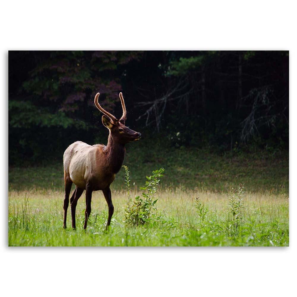 Canvas Print, Deer On a Meadow