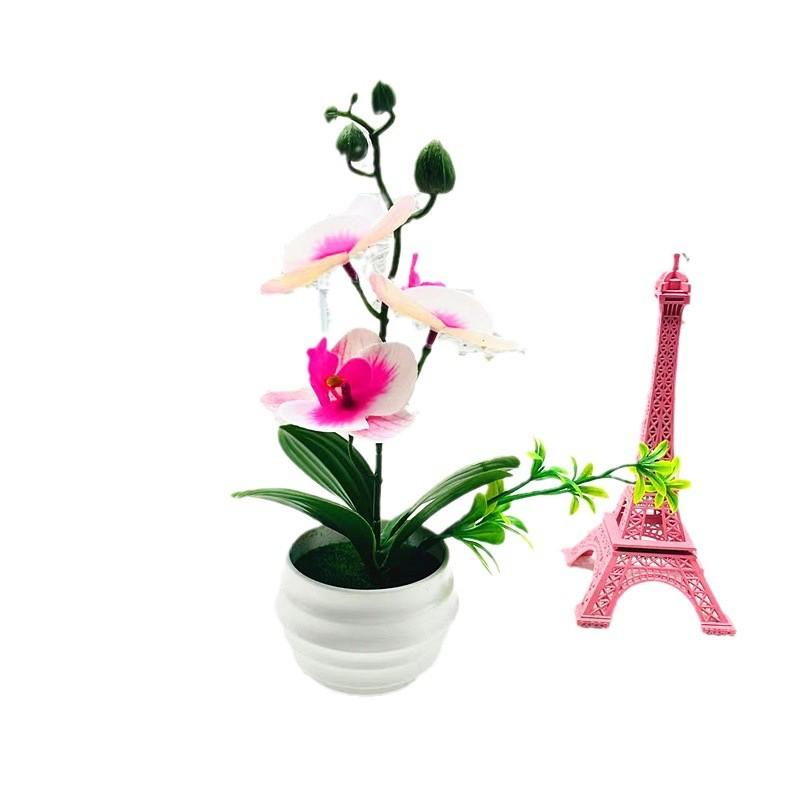 Phalaenopsis Potted Decorative Plant For Living Room Decor And Gift Display