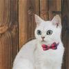 Collar Breakaway With Cute Bow Tie And Bell For Adjustable Safety Plaid Collar Pet Supplies