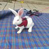 Cute Harness Leash Set with Bow Bunny Vest Harnesses Leashes for Chinchilla Hamster Golden Bear Outdoor Walking Pets Accessories