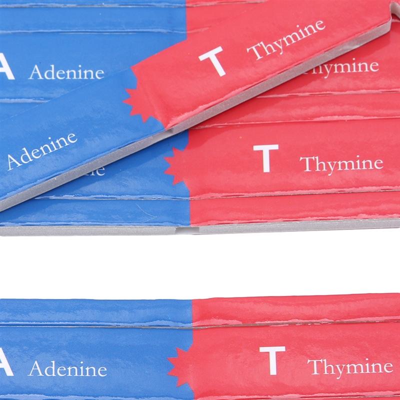 DNA-Doppelhelix Wissenschaftspopularisierung Lehrmodelle Lehrmittel Früherziehungsspielzeug Menschliche Gene Für Kinder Testkit