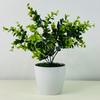 Kwiatek doniczkowy - eukaliptus zielony 30 cm