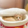 Universal Creative Ramen House Pet Bed Cat Nest Cute Dog Cat Nest Beds Kennel Instant Noodle Shape Pet House Cushion