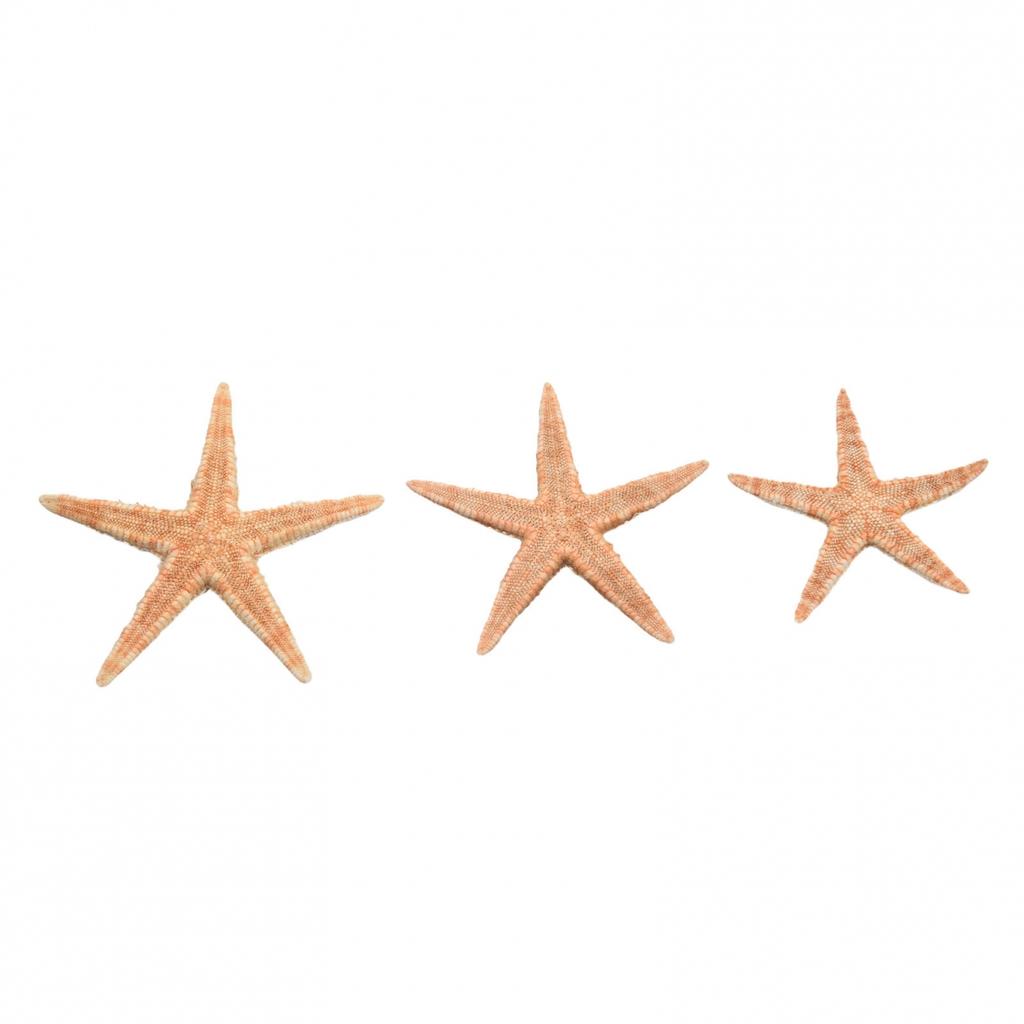 Natural Starfish Craft Starfish Fish Tank Decoration Jewelry Making