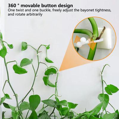 Clip de fixation de vigne auto-adhésif sans poinçon, 50 pièces, fixateur de branche de plante grimpante murale, fournitures de balcon