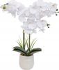 Atmosphera Riva dried plant White