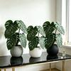Monstera Leaf Coaster: Creative Table Centerpiece with Simulated Green Potted Plant Leaves