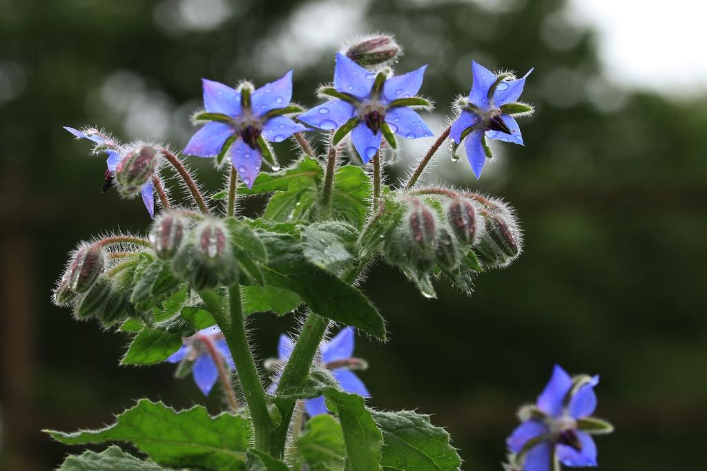 SAFLAX Zahrada v sáčku - Bio - Brutnák lékařský - 40 semen - Se substrátem ve vhodném stojacím sáčku - Borago officinalis