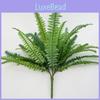Nephrolepis Cordifolia Plant Wall Decorations Lush Foliage Supplies Homes