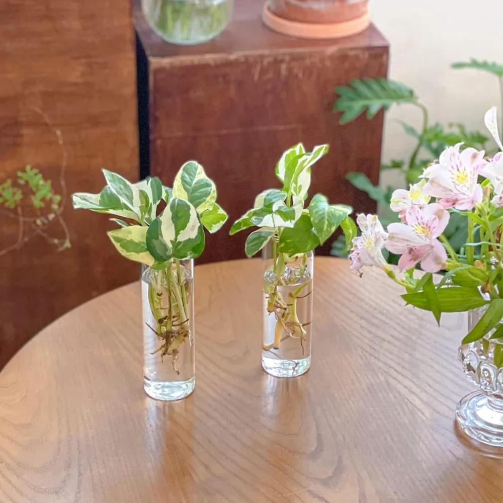 3/6 Stück Glas-Wandvase für Pflanzen, zum Aufhängen im Innenbereich, Vermehrungs-Pflanzgefäß, Behälterhalter mit Kunststoff-Unsichthaken ohne Spuren