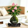 Bonsai Air Purifying Hydroponic Plants for Easy Year-Round Care