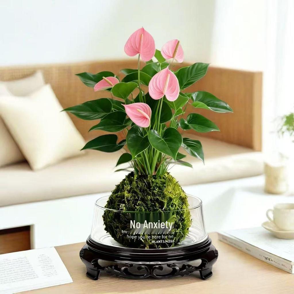 Bonsai Air Purifying Hydroponic Plants for Easy Year-Round Care