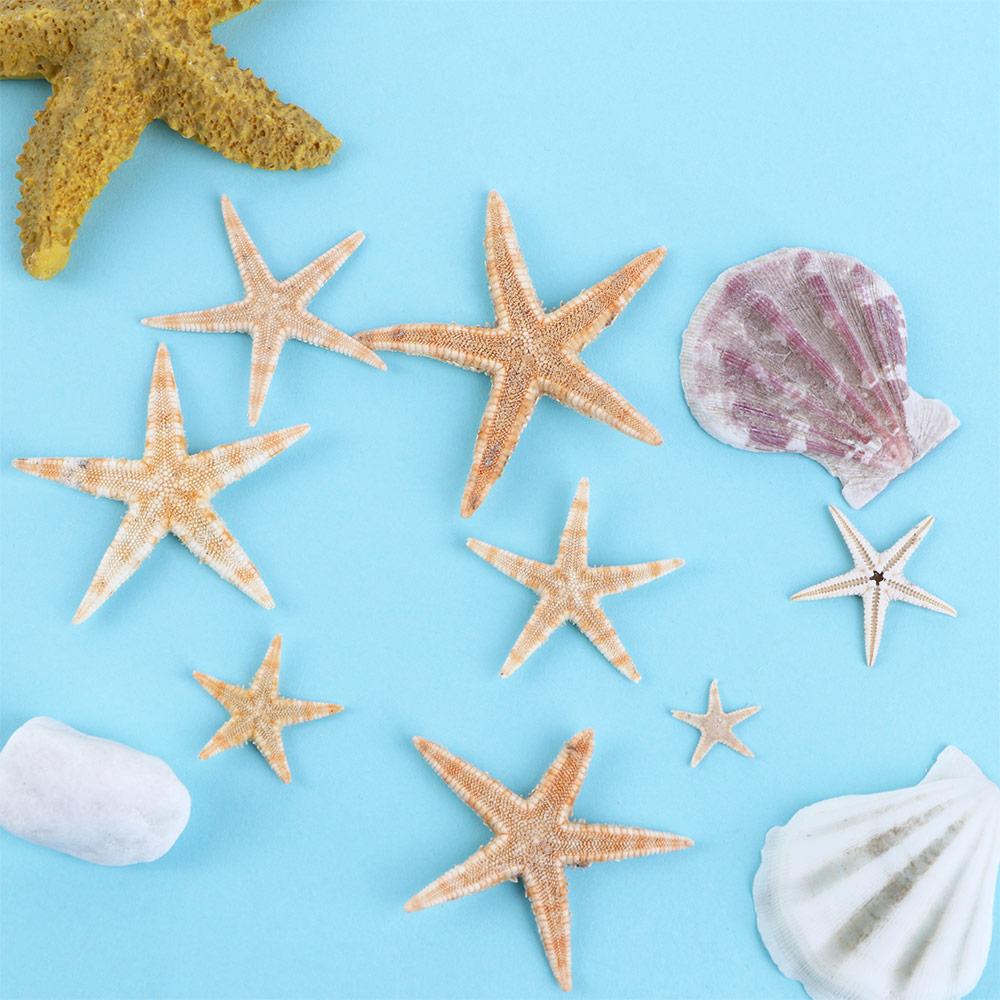 Cute Shell Conch Crafts Sea Shells Aquarium Supplies Starfish Resin Casting Fish Tank Decoration