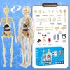 Children's DIY Human Skeleton Model Educational Toy Set for Early Science Learning