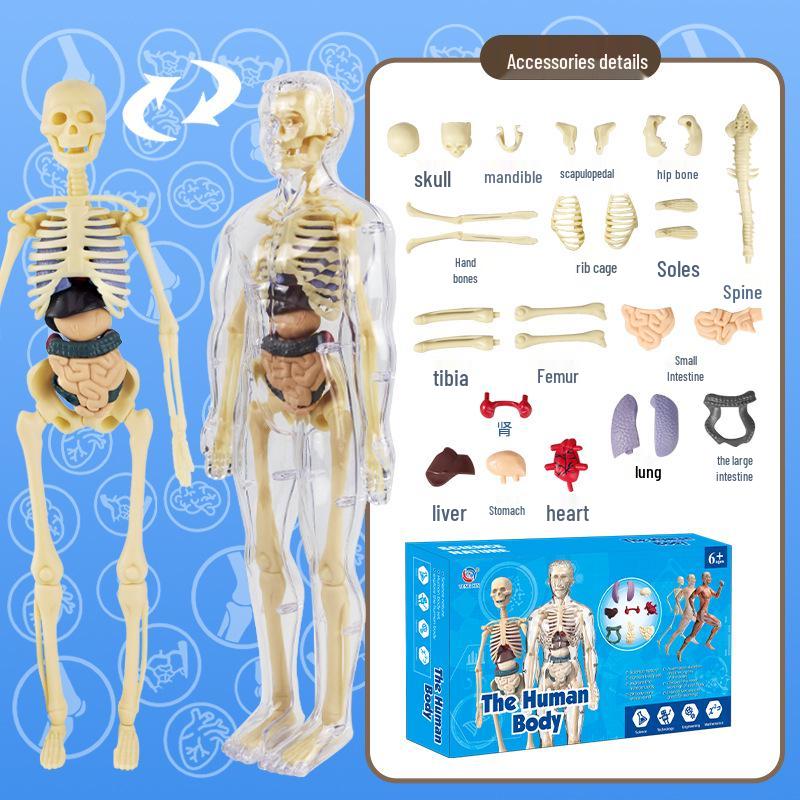 Children s DIY Human Skeleton Model Educational Toy Set for Early Science Learning