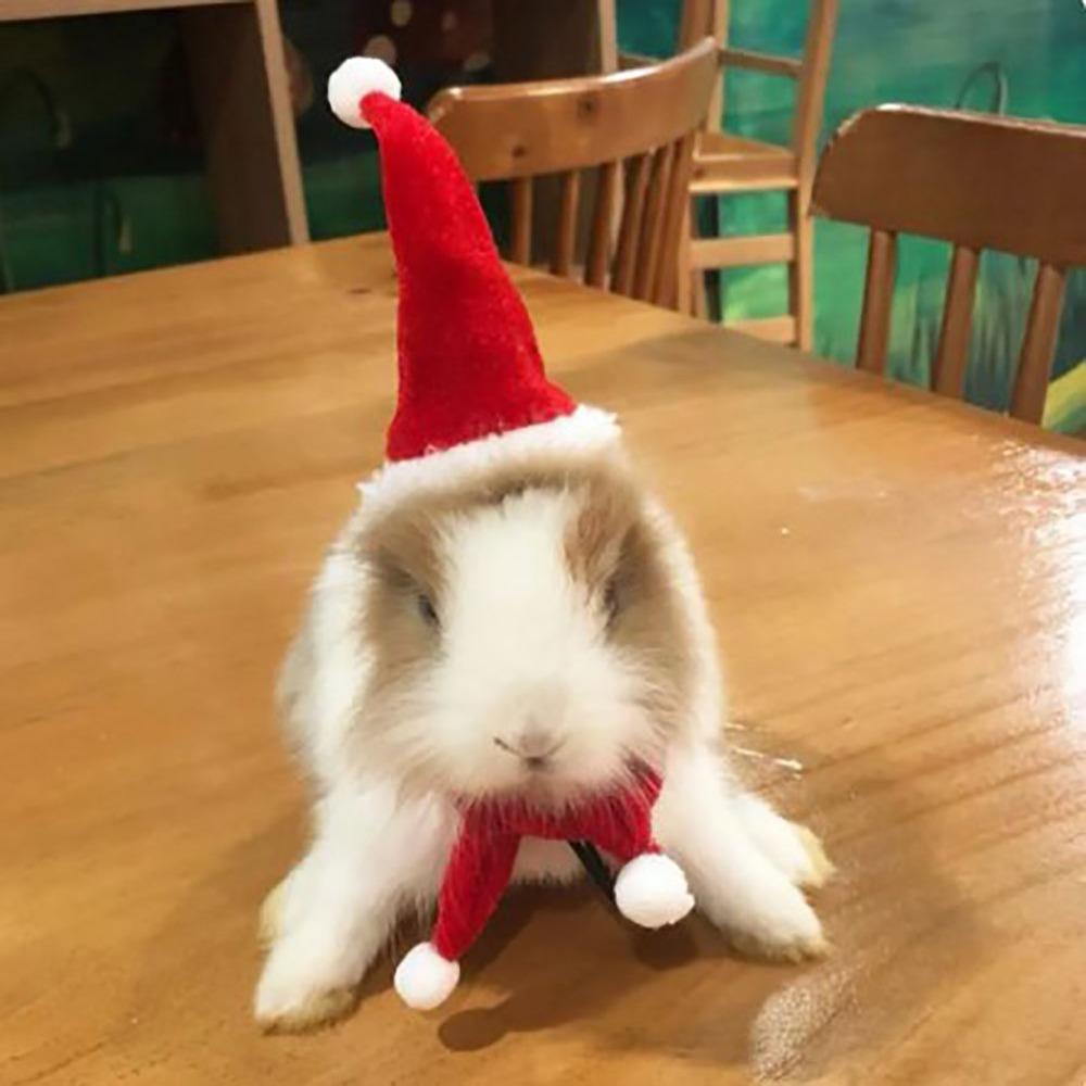 

Polyester Reptile Hats Ventilate Reptile Apparel Clothes Outfits Funny Lizard Santa Hat Lizard 01