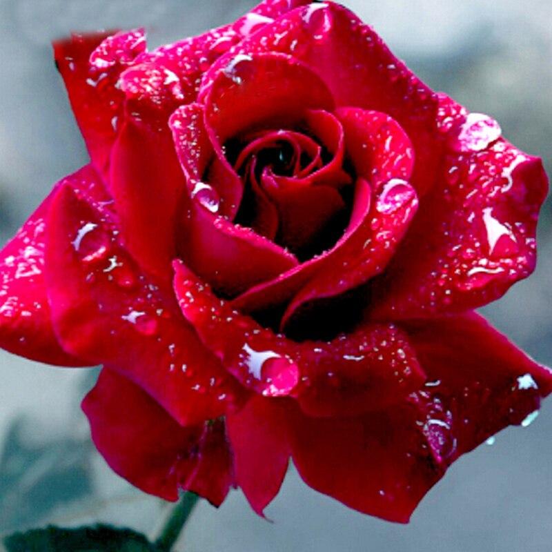 DIY 5D Diamond Painting Fresh Flower Diamond Embroidery Rose Flower Cross Stitch Full Round Drill Resin Home Decor Gift