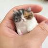 DIY Wool Needle Felting Sheep Felt Poke Cat Bag Creative Animal Gift for Beginners Handmade Simulation Craft Material Bag
