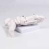 PVC Human Foot Skeleton Model For Anatomy Teaching Learning With Accurate Bone Structure Representation In Classrooms