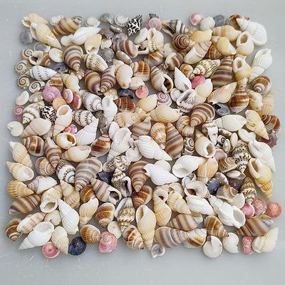 1 Packung Aquariumzubehör, gemischte Stile, natürliche Muschel, Conch, Aquarium-Landschaft, winzige Muschel, Stranddekoration, Party, DIY-Handwerk