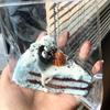 Mini Cute Cake Squishy Fingertip Toy Chocolate Cheese Slow Rebound Toy  for Kid Gifts