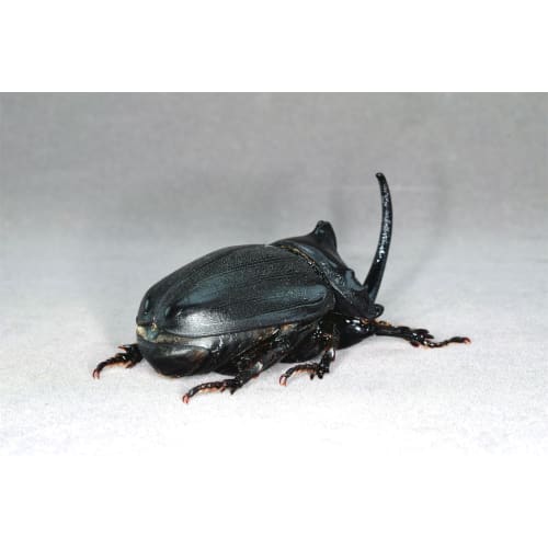 Nirvana African Giant Rhinoceros Beetle Figure, Coleoptera, Refrigerator Ornament, Magnetic, Realistic, Adult, Illustrated, Insect, Beetle, Resin, Adu
