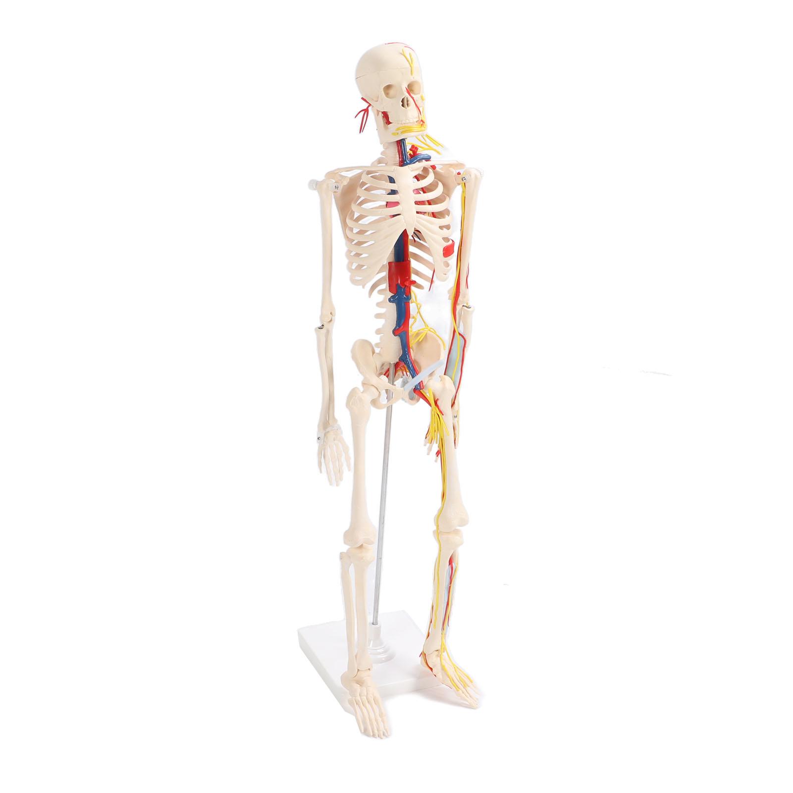 

85cm Human Skeletal Assemble Model Clear Structure DIY Skeleton Crafting Educational Toy for Students