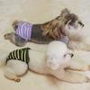 Soft Period Pants Pantie Soft Nappies Suspender for Girls Dog Reusable Doggies Period Diaper Incontinence