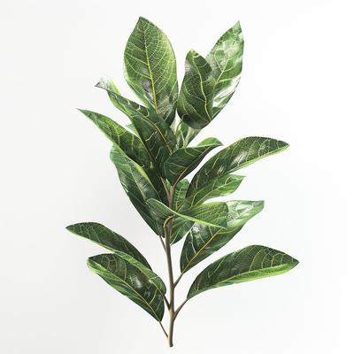 4 Bay Leaf Seeds Sauce (Laurus Nobilis)