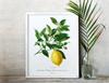 Poster Plant Lemon Fruit