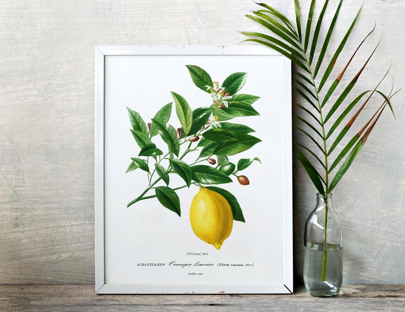 Poster Plant Lemon Fruit