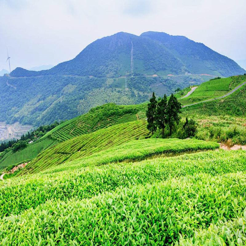 2023 Pingshang Chao Cha Depth Pečený Smažený čaj Pečený Oolong Čaj Silně voňavý