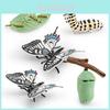 Papilionidae Growth Cycle Model For Kids Educational Scientific Display Pvc Material