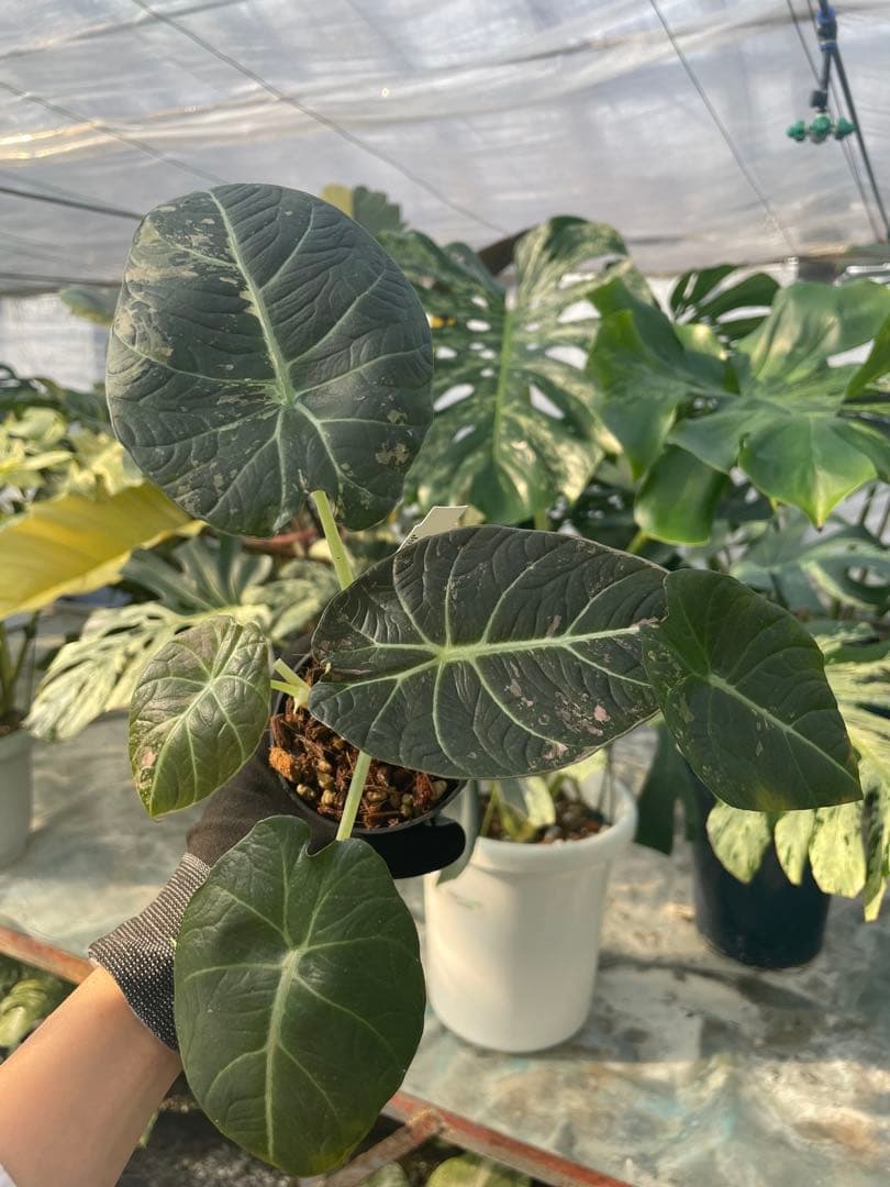 

[Б/У] 28 Алоказия Черный Бархат Розовый Вариегатный Материнское и Дочернее Растения