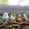 Chic Garden Owl Moss Terrarium Tabletop Decor Crafts Bonsai Animals Best Miniature Diy Durable Durable Useful Useful