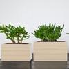 1 Pcs Wooden Tray Set Storage Box Modern Home Decor Square Succulent Organizer Square Storage Box Home Accessories